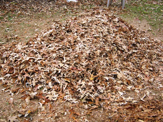 A Pile of Leaves is a Start!